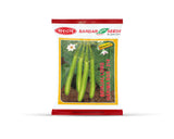Sardar Grow Seeds Brinjal Long Harima SGS-216 – Long Green Hybrid Brinjal Seeds