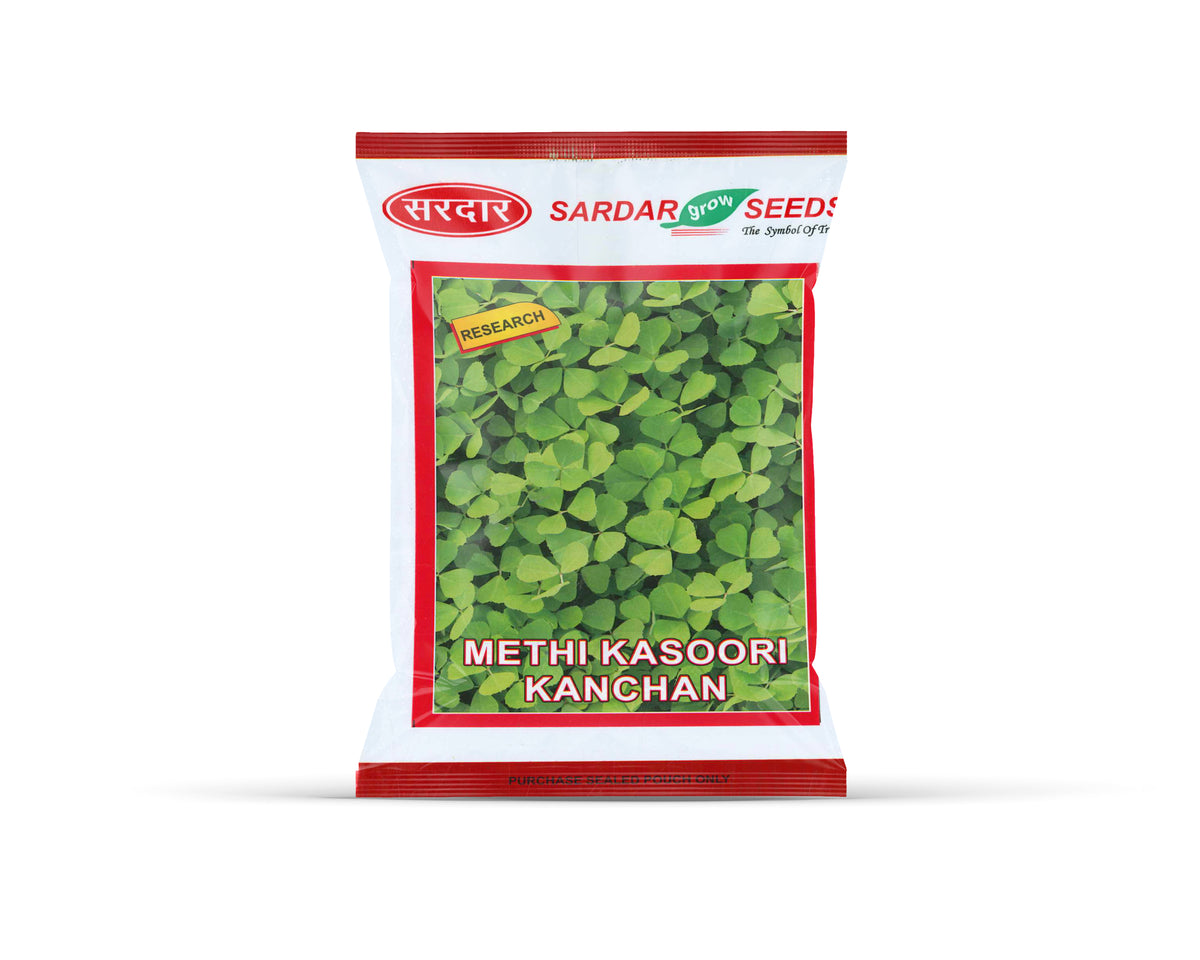 Sardar Grow Seeds Methi Kasoori Kanchan – High Yield Kasuri Fenugreek Seeds for Leaf & Dry Use