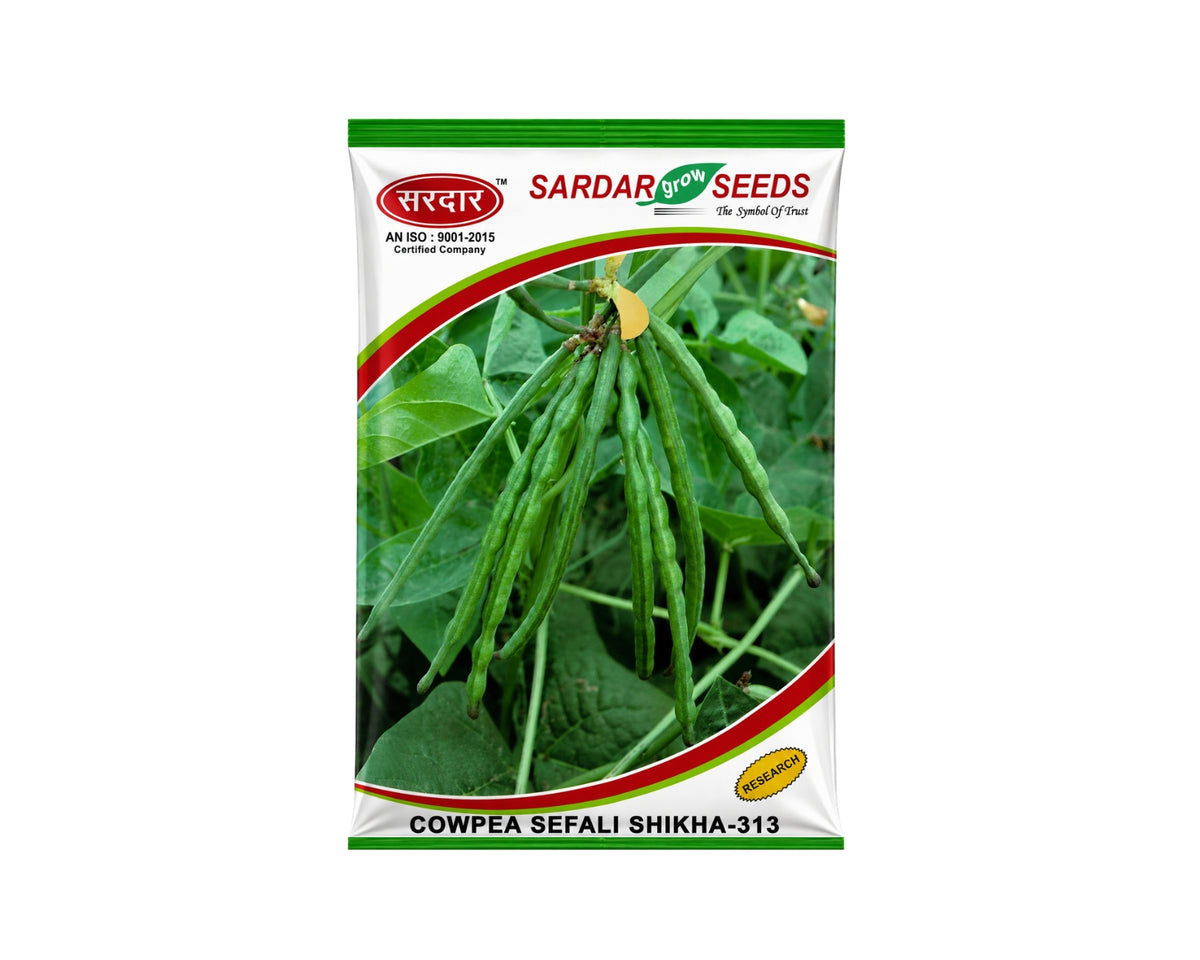 Sardar Grow Seeds Cowpea Sefali Shikha-313 Seeds