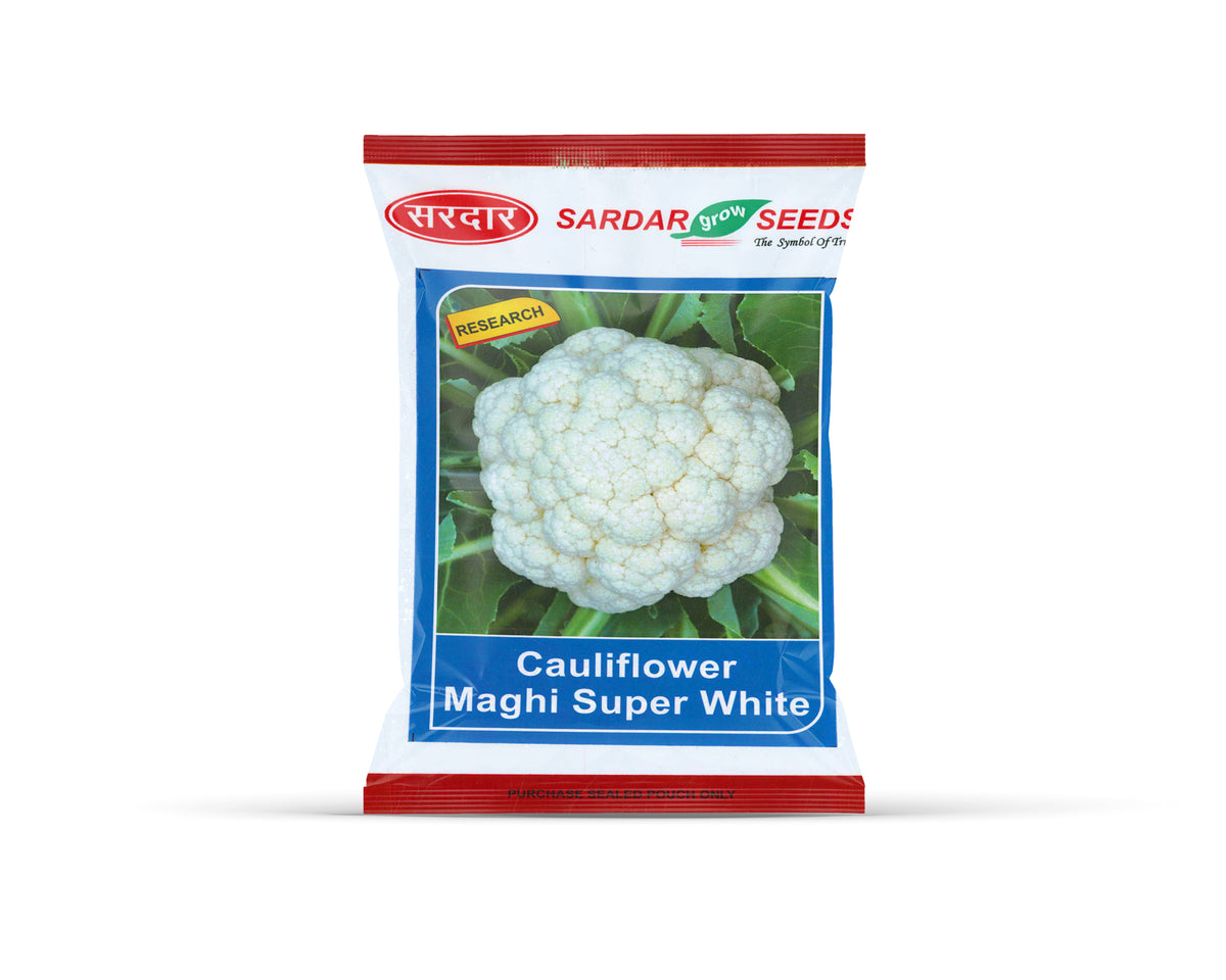 Sardar Grow Seeds Cauliflower Maghi Super White – High Yield Late Season Gobhi Seeds