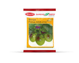 Sardar Grow Seeds Brinjal Fergus SGS-214 Seeds – Round Green Brinjal, High Yield Variety