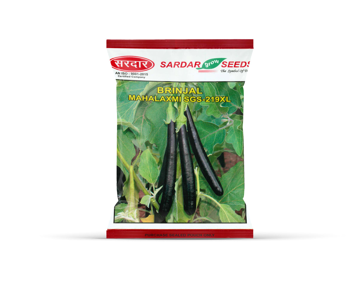 Sardar Grow Seeds Brinjal Mahalaxmi SGS-219XL – Long Shiny Black Fruits, High Yield Variety