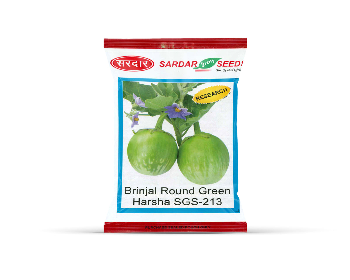Sardar Grow Seeds Brinjal Round Green Harsha SGS-213 – Uniform Green Round Fruits, High Yield Variety