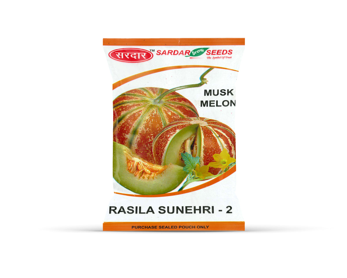 Sardar Grow Seeds Musk Melon Rasila Sunehri-2 – Sweet, Aromatic, High Yield Variety